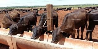 Com milho em alta, confinamentos vazios já estão estocando alimentos para a retomada