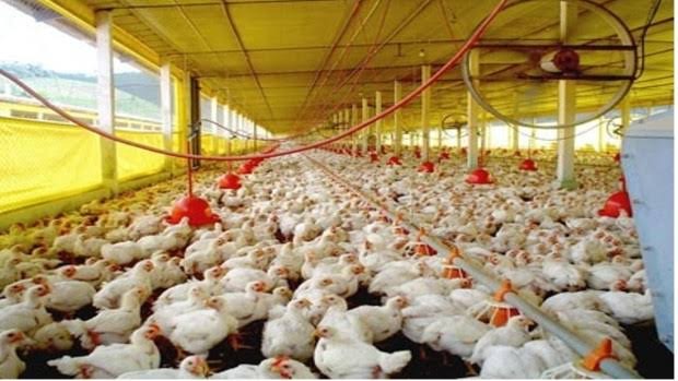 Indústrias de aves e suínos do Brasil não planejam cortar produção por coronavírus