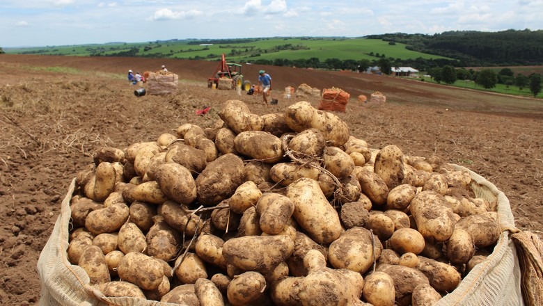 Aumento na oferta pressiona cotação da batata no mercado atacadista, diz Conab