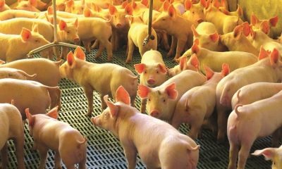 Quarentena reduz drasticamente demanda por suínos nas principais praças produtoras Quarentena reduz drasticamente demanda por suínos nas principais praças produtoras