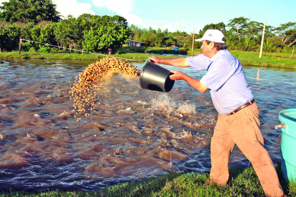 Simpósio discute a piscicultura durante a 49ª Expoagro Evento reuniu cerca de 250 produtores de peixe de todo Estado