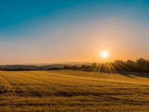 Economia fragilizada x Consumo: Balanço do coronavírus aponta saldo positivo para o agro brasileiro Economia fragilizada x Consumo: Balanço do coronavírus aponta saldo positivo para o agro brasileiro
