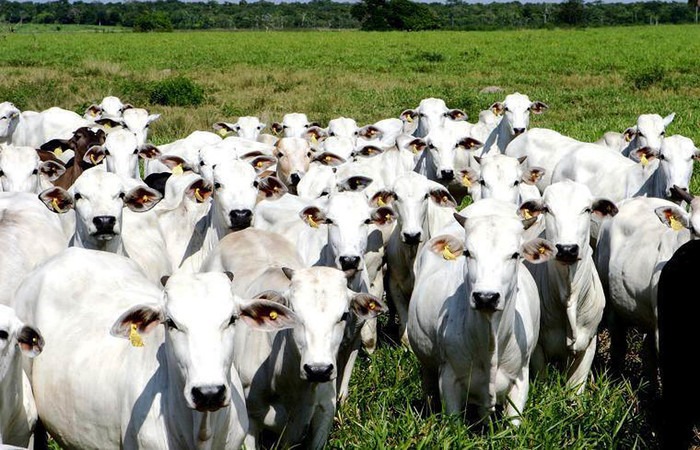 O Programa de Avanços na Pecuária de Mato Grosso do Sul O Programa de Avanços na Pecuária de Mato Grosso do Sul