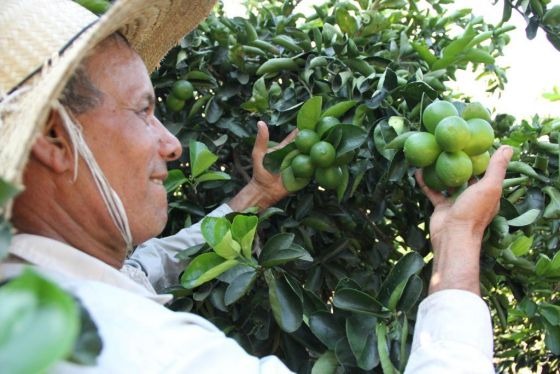 Agricultor investe no cultivo de limão; a expectativa é colher 80 toneladas em um ano Agricultor investe no cultivo de limão; a expectativa é colher 80 toneladas em um ano
