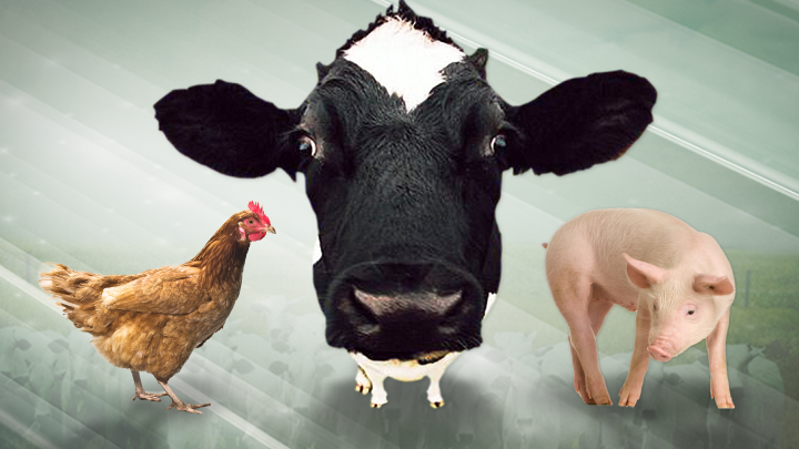 Carne bovina perde competitividade frente às proteínas suína e de frango Carne bovina perde competitividade frente às proteínas suína e de frango