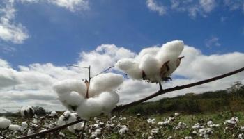 Algodão: Demanda global, maior desafio da cadeia durante a pandemia, deve cair 12% na safra 2019/20 Algodão: Demanda global, maior desafio da cadeia durante a pandemia, deve cair 12% na safra 2019/20