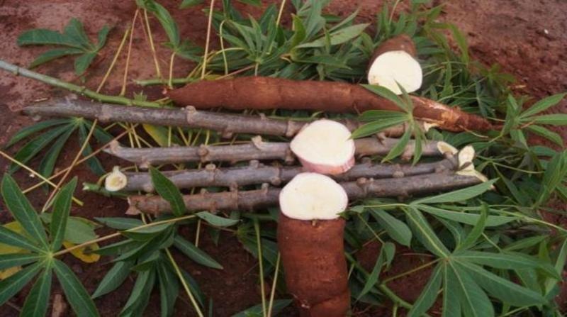Coronavírus prejudica produtores de mandioca, diz Cepea Coronavírus prejudica produtores de mandioca, diz Cepea