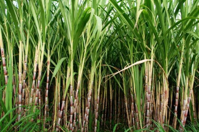 Goiás deve produzir mais de 75,78 milhões de toneladas de cana-de-açúcar na safra 2020/21 Goiás deve produzir mais de 75,78 milhões de toneladas de cana-de-açúcar na safra 2020/21
