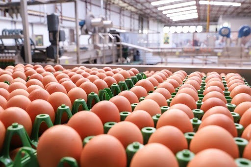 Ovos: preços seguem aumentando neste início de maio Ovos: preços seguem aumentando neste início de maio
