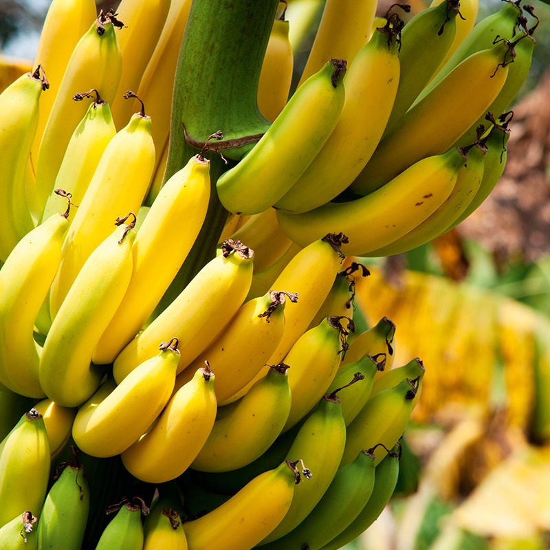Banana: Início de mês favorece vendas Banana: Início de mês favorece vendas