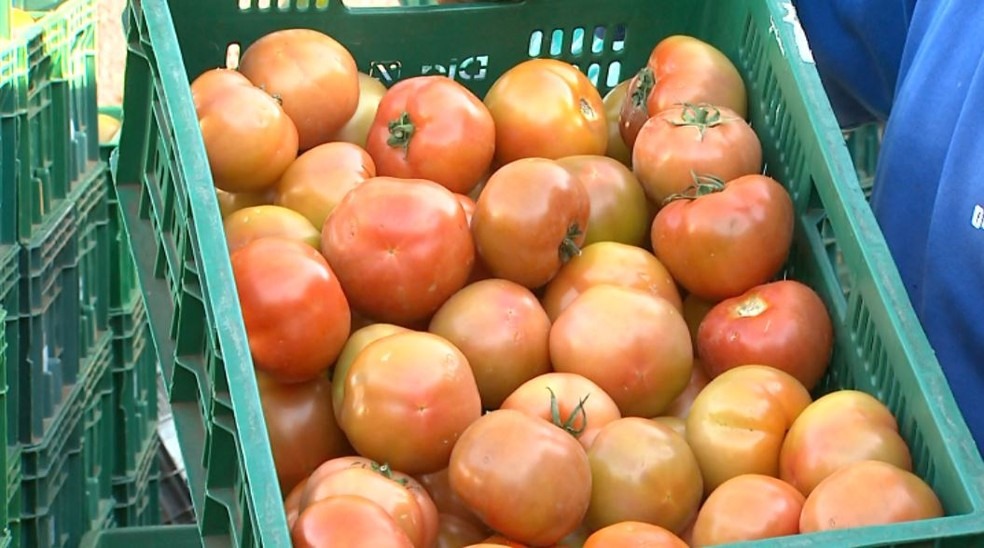 Tomate: Com menor oferta na região, preço é maior no atacado do RJ Tomate: Com menor oferta na região, preço é maior no atacado do RJ