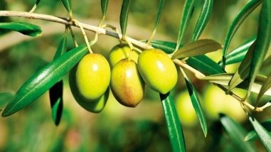 Mais de 2 mil toneladas de sementes de soja irregulares são apreendidas em Mato Grosso Mais de 2 mil toneladas de sementes de soja irregulares são apreendidas em Mato Grosso
