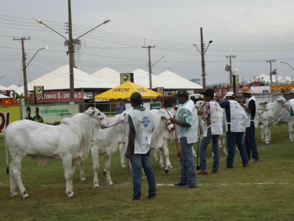 Campeões da Raça Nelore Zebu são definidos na 49ª Expoagro A classificação final apontou com expositor na primeira colocação a Jatoba Agricultura Pecuária Indústria S/A, com sede na fazenda Baunilha, em Itaquiraí