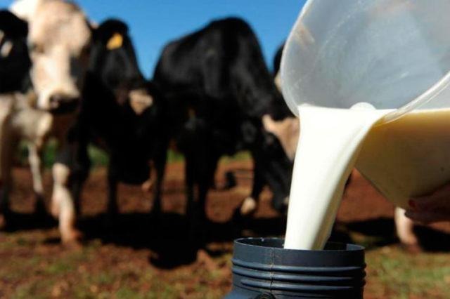 Leite: pecuarista automatiza ordenha, reduz custos e quer dobrar produção Leite: pecuarista automatiza ordenha, reduz custos e quer dobrar produção