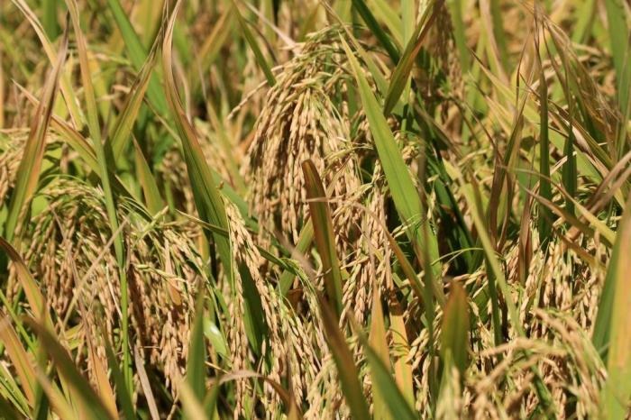 Safras de soja e arroz puxaram alta no PIB agropecuário no 1º trimestre, diz IBGE Safras de soja e arroz puxaram alta no PIB agropecuário no 1º trimestre, diz IBGE