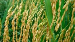 Mercado de arroz do Brasil tem menor estoque em 3 anos, diz Conab Mercado de arroz do Brasil tem menor estoque em 3 anos, diz Conab