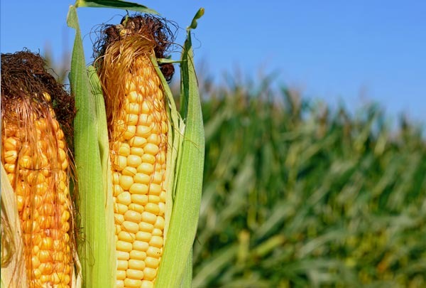 Milho: produtor investe em tecnologia e deve colher 175 sacas/ha em Mato Grosso Milho: produtor investe em tecnologia e deve colher 175 sacas/ha em Mato Grosso