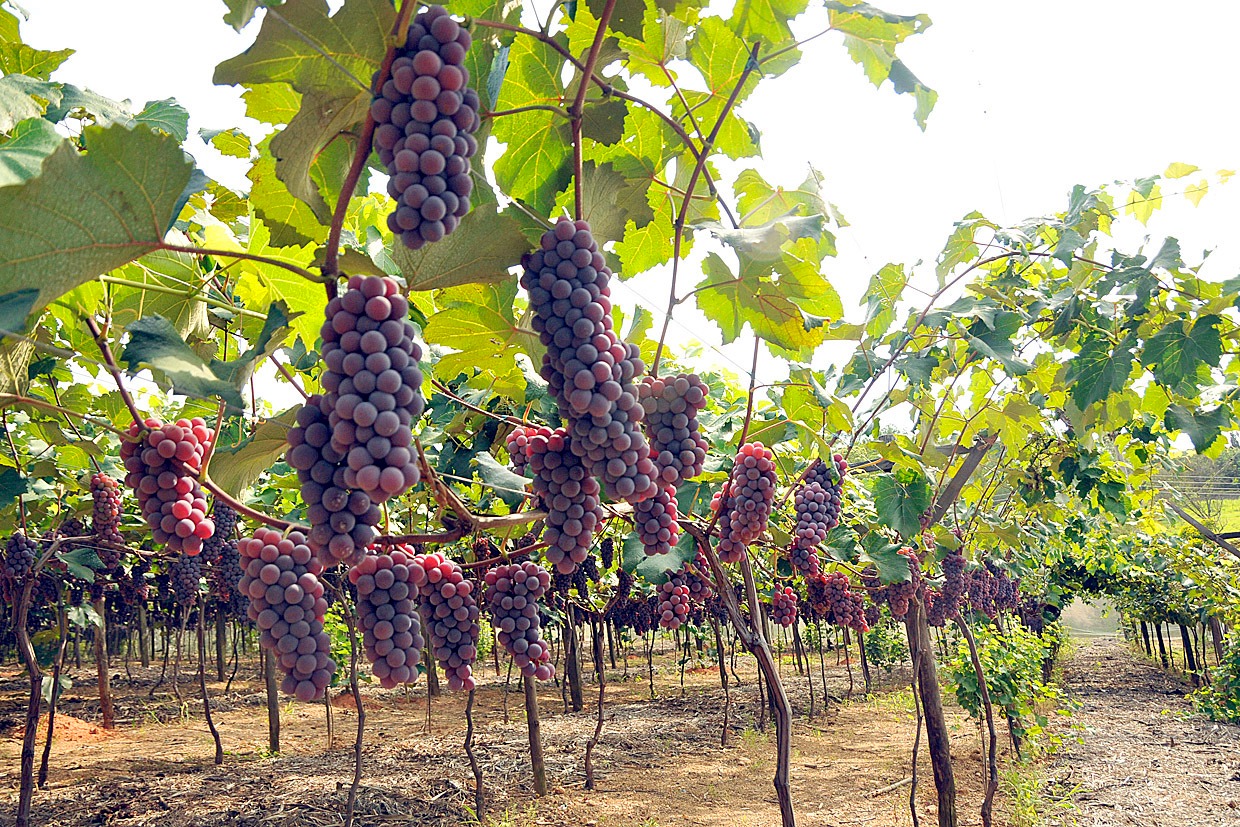 Uva: Mercado se aquece, e finas se valorizam em Marialva Uva: Mercado se aquece, e finas se valorizam em Marialva