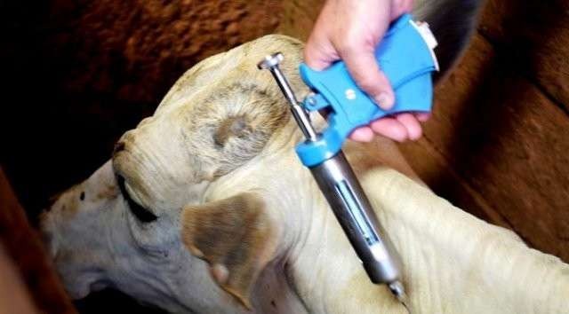 Faepa pede prorrogação do prazo de vacinação contra febre aftosa no Estado Faepa pede prorrogação do prazo de vacinação contra febre aftosa no Estado