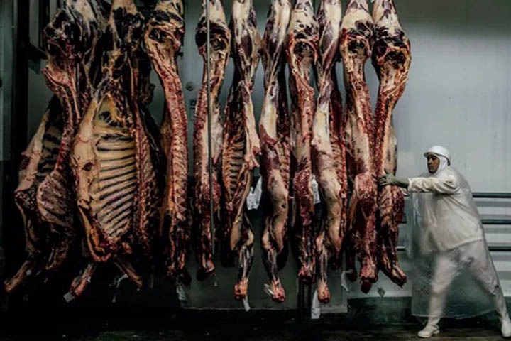 Boi: Mercado registra poucos negócios com frigoríficos cautelosos em preencher as escalas de abate Boi: Mercado registra poucos negócios com frigoríficos cautelosos em preencher as escalas de abate