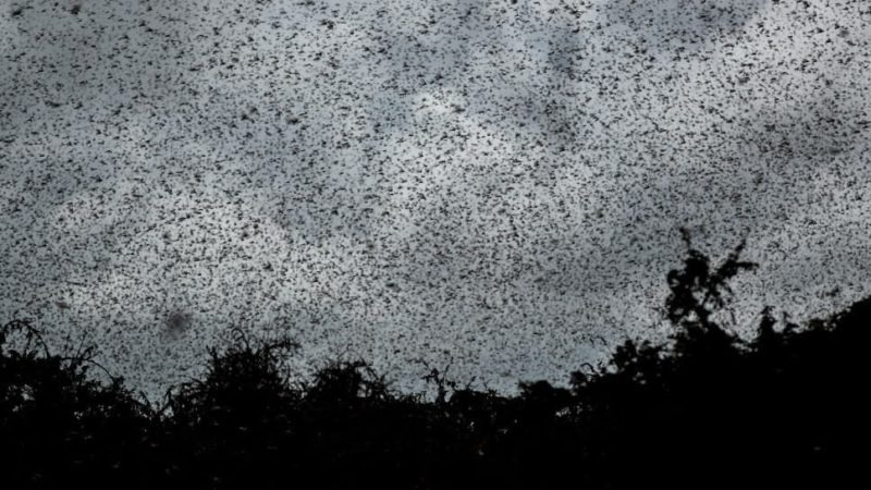 Nuvens de gafanhotos são normais e não devem ser motivo de pânico Nuvens de gafanhotos são normais e não devem ser motivo de pânico