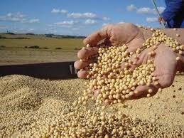 Com mais de 65 mi de t embarcadas, preço de paridade continua subindo para manter soja no BR Com mais de 65 mi de t embarcadas, preço de paridade continua subindo para manter soja no BR