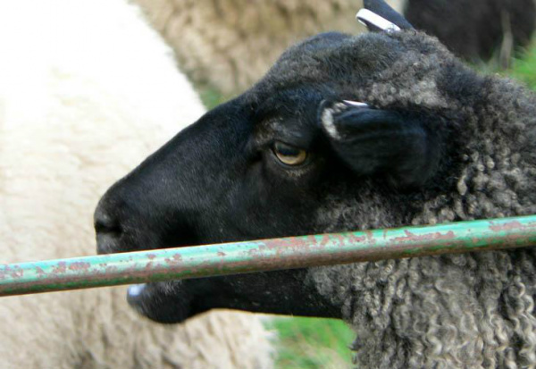Mato Grosso do Sul desenvolve sistema inédito para abate de ovinos Objetivo é oferecer estímulos e segurança ao ovinocultor.Foto: Magnus Rosendahl/Sxc.Hu / clicRBS