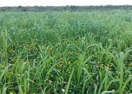 Pasto sobre Pasto garante estabilidade na produção de forragem e minimiza vazios forrageiros Pasto sobre Pasto garante estabilidade na produção de forragem e minimiza vazios forrageiros