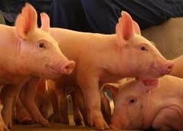 Preços do suíno no mercado independente continuam a subir, mesmo no final do mês, apoiados pelas exportações Preços do suíno no mercado independente continuam a subir, mesmo no final do mês, apoiados pelas exportações