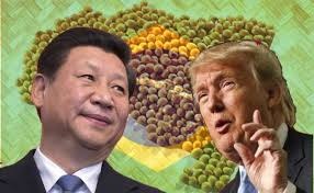Tensão entre China e EUA favorece vendas de soja brasileira Tensão entre China e EUA favorece vendas de soja brasileira