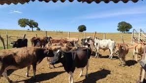 MG: polícia recupera mais de 30 cabeças de gado roubadas em Goiás MG: polícia recupera mais de 30 cabeças de gado roubadas em Goiás