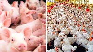 Consumo mundial de carne de frango ultrapassa proteína bovina e suína pela primeira vez na história