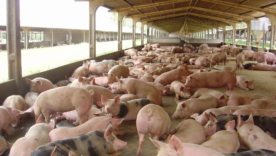 Preços do suíno vivo com valorizações neste final de mês