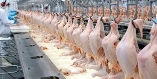 Aves: China pede suspensão de exportações de frigorífico em Dourados (MS)