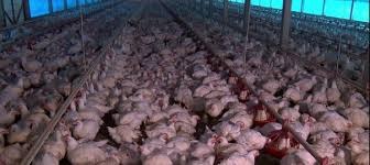 Frango fica com preços mais estáveis na reta final do mês