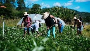 Pequenos agricultores do Acre poderão vender produção para o governo do estado Pequenos agricultores do Acre poderão vender produção para o governo do estado