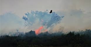 Em uma semana, operação Pantanal II reduz de 163 para 40 os focos de incêndio em Corumbá Em uma semana, operação Pantanal II reduz de 163 para 40 os focos de incêndio em Corumbá