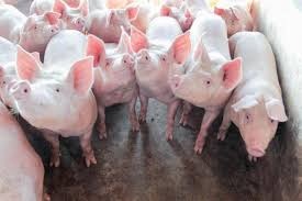 Suíno: preços sustentados na virada para o mês de agosto