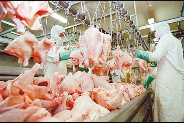 Oferta de frango vivo segue alta e pressiona preços No mercado de insumos, estimativas apontam produção de milho cada vez maior na safra de inverno.