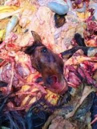 Abatedouro clandestino de cavalos é fechado pela polícia em Santa Catarina
