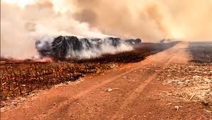 Incêndio de grandes proporções atinge fazenda em MT e consome lavouras de algodão Incêndio de grandes proporções atinge fazenda em MT e consome lavouras de algodão