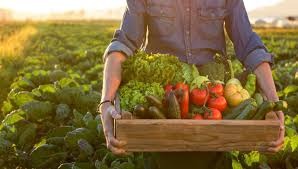 Hortifruti: Novos hábitos de consumo de HF adquiridos na quarentena podem continuar no pós-pandemia Hortifruti: Novos hábitos de consumo de HF adquiridos na quarentena podem continuar no pós-pandemia