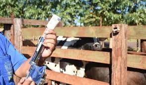 Mato Grosso vacina 99,67% do seu rebanho contra a febre aftosa Mato Grosso vacina 99,67% do seu rebanho contra a febre aftosa