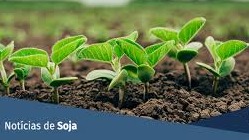 Soja opera em campo positivo, mas mantém estabilidade na Bolsa de Chicago nesta 4ª feira Soja opera em campo positivo, mas mantém estabilidade na Bolsa de Chicago nesta 4ª feira