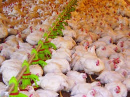 Dia do Avicultor: setor celebra crescimento em produção e renda mesmo durante pandemia