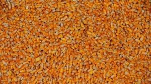 Mato Grosso tem 2ª maior produtividade de milho da história Mato Grosso tem 2ª maior produtividade de milho da história