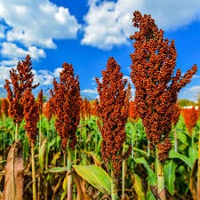 ‘Substituto’ do milho, sorgo ganha espaço em Mato Grosso e produção aumenta 48% ‘Substituto’ do milho, sorgo ganha espaço em Mato Grosso e produção aumenta 48%