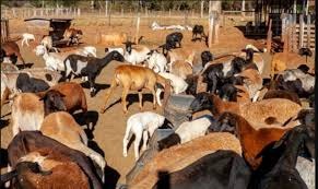 Produtores de Goiás afirmam que lucro de cordeiros para corte supera carne bovina; veja dicas Produtores de Goiás afirmam que lucro de cordeiros para corte supera carne bovina; veja dicas