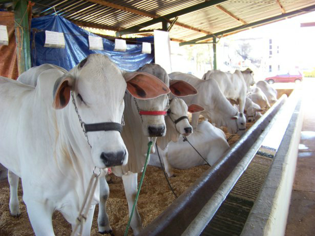 A redução nos preços é fruto do aumento da oferta de animais prontos para o abate