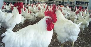 Frango segue com preços estáveis nesta segunda-feira (31) Frango segue com preços estáveis nesta segunda-feira (31)